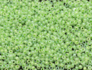 Бисер Чехия круглый 10/0 50г 57556 салатовый непрозрачный радужный